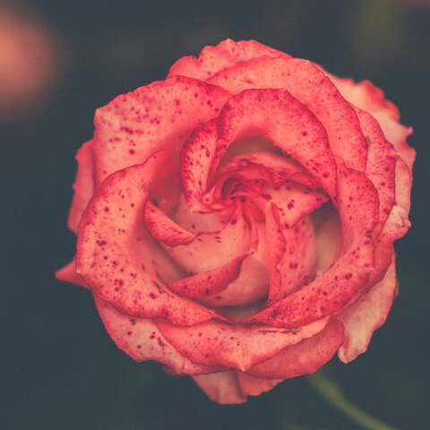 Σήμερα, 19 Νοεμβρίου, γιορτάζει…