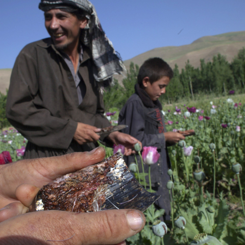 Ρεκόρ παραγωγής οπίου στο Αφγανιστάν - Αύξηση 87% σε σχέση με πέρυσι