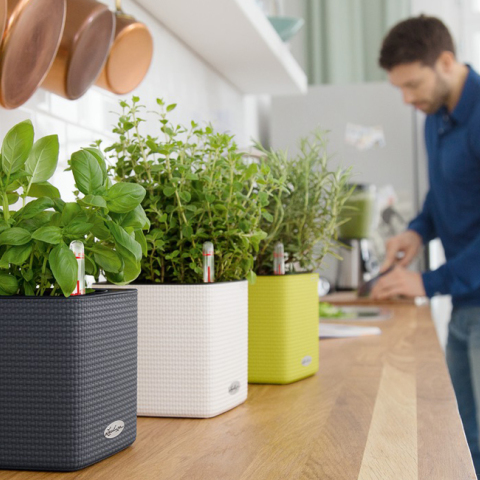 LECHUZA Cube Color με δενδρολίβανο