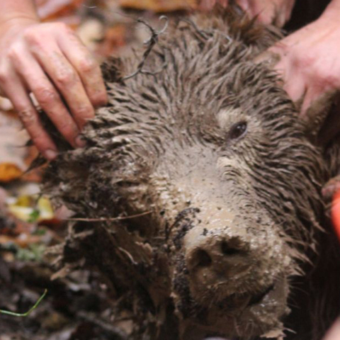 αρκούδα, Γρεβενά