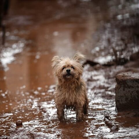 dog-flood_image-m-172_1510765223579.jpg