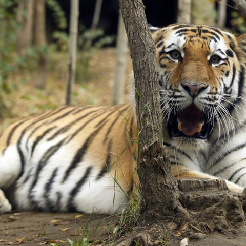 Τίγρη κυκλοφορούσε ελεύθερη στο Παρίσι - έπεσε νεκρή από σφαίρες
