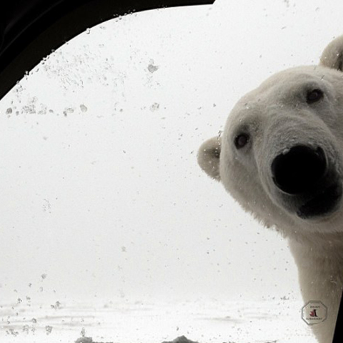 Τι κάνεις αν δεις μια πολική αρκούδα να σε κοιτά από το τζάμι του αυτοκίνητου; 