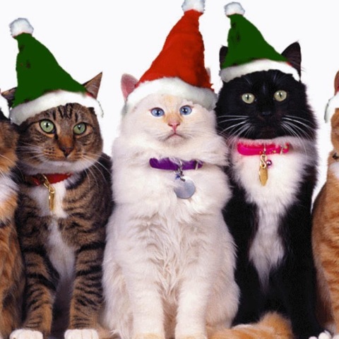 hd-desktop-pictures-1366x768-christmas-cats.jpg