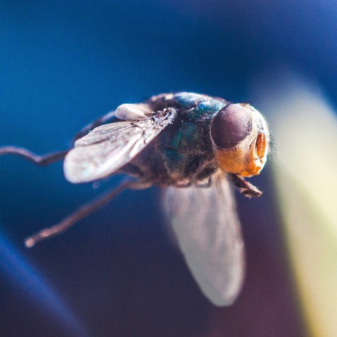 fly-1910610_1920.jpg