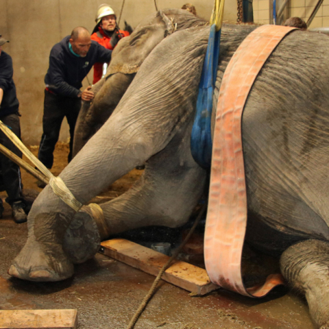 Καρλσρούη, ελέφαντας