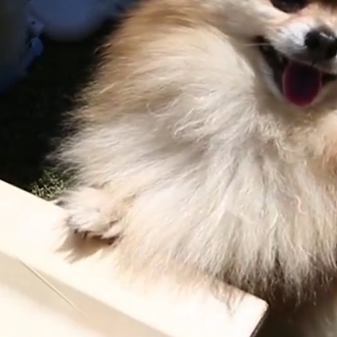 σούσι, σκύλος