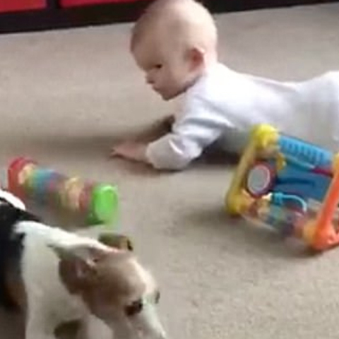 Τζακ Ράσελ, μωράκι