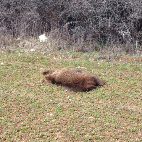 νεκρή αρκούδα