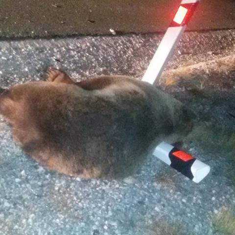 Αρκούδα, Κοζάνη