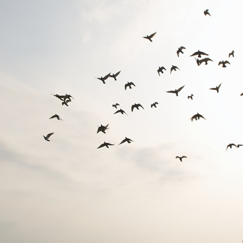 Ταϊβάν, τζόγος, περιστέρια