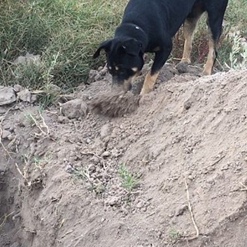 σκύλος, ταφή