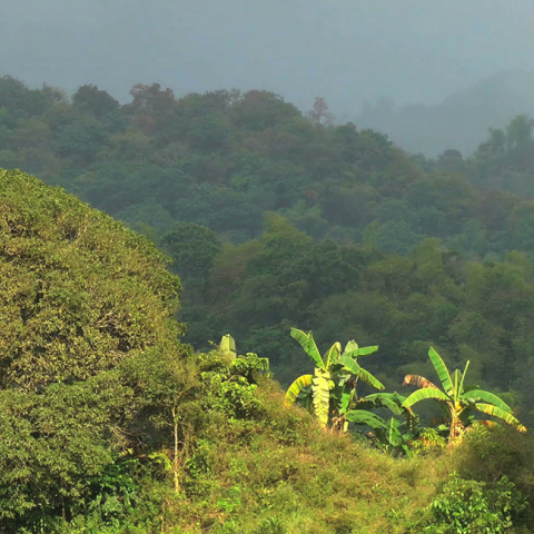 Φιλιππίνες, ζούγκλα