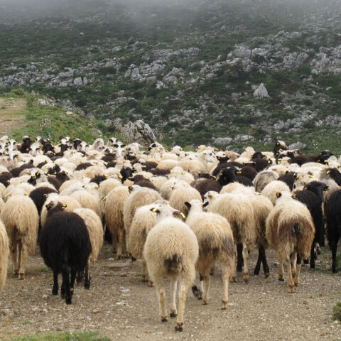 κτηνοτρόφοι, ΕΛΓΑ