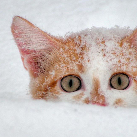 cat_snow.jpg