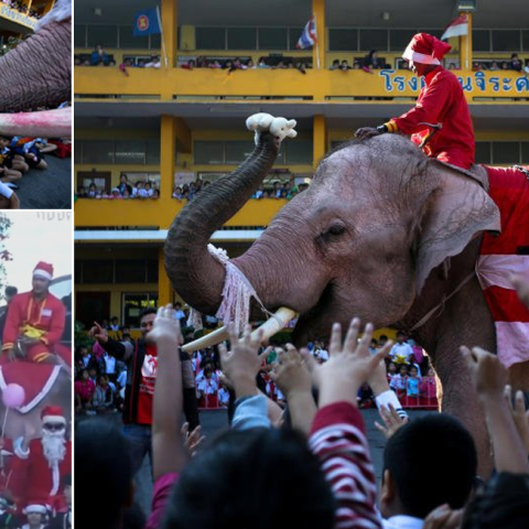 ελέφαντες, Ταϊλάνδη