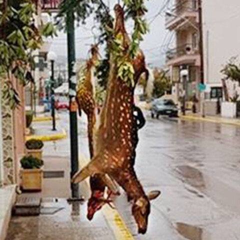 Κρέμασαν ελάφια στο τσιγκέλι κρεοπωλείου στην Εύβοια 