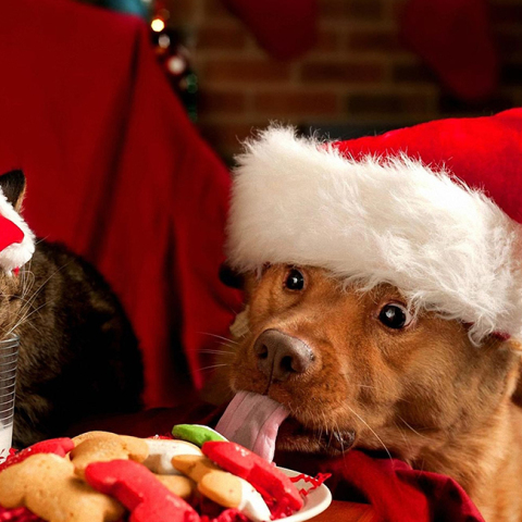 christmas-cat-and-dog-1440x2560.jpg