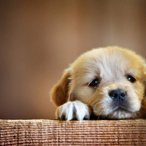 golden-retriever-puppy-cute-paws-2560x1600.jpg