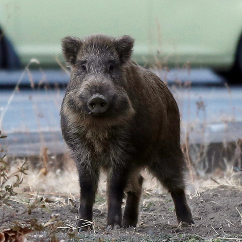 radioactive-boars-japan.jpg