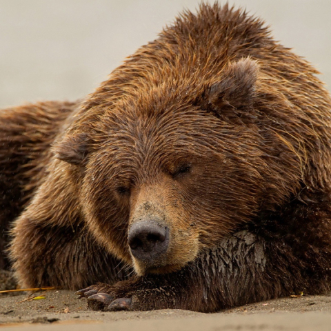 sleeping-bear-wallpaper-12354-12797-hd-wallpapers.jpg