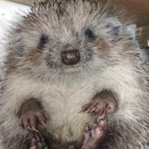 hedgehog.jpg