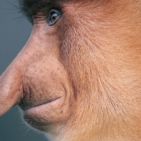 tim-flach-endangered-proboscis-monkey.jpg
