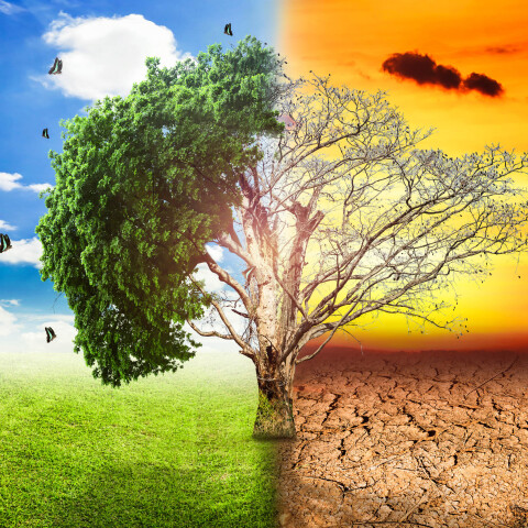 global-warming-climate-change-tree_1big_stock2.jpg