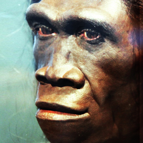 homo-erectus-adult-female-1.jpg