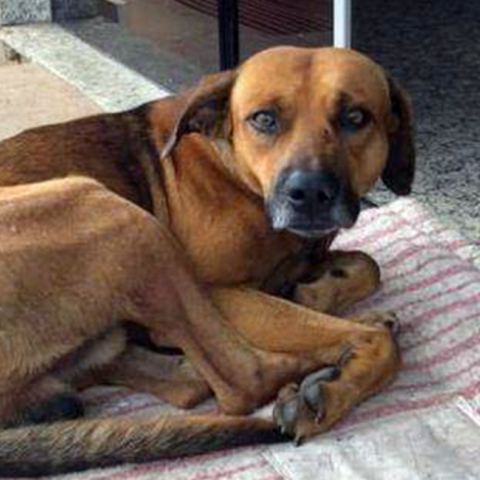 dog-homeless.jpg