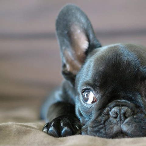 french_bulldog.jpg