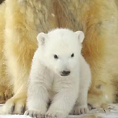 first-polar-bear-cub-born-in-the-uk-for-25-years-at-highland-wildlife-park.jpg