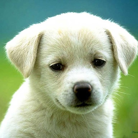 Εκδήλωση για τα δικαιώματα των ζώων στη Θεσσαλονίκη 