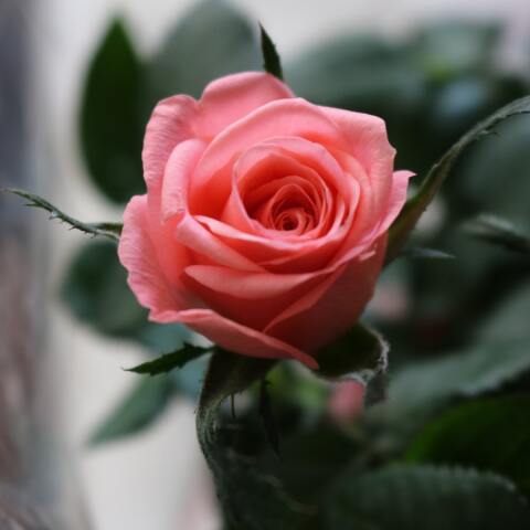 Ποιοι γιορτάζουν σήμερα 24 Μαρτίου; Το εορτολόγιο της Athens Voice