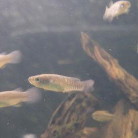 Valencia Letourneuxi