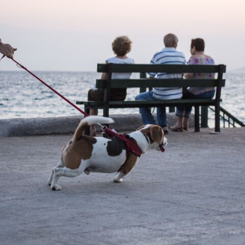 Γ. Τσιρώνης: Πληρώνουμε για το ΙΧ μας, για το ζώο μας δεν θα πληρώσουμε; 