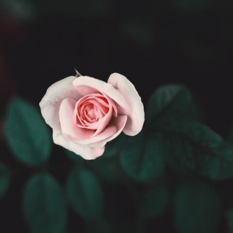 Ποιοι γιορτάζουν σήμερα 1 Απριλίου; Το εορτολόγιο της Athens Voice σου τους θυμίζει. Μην ξεχάσεις να τους δώσεις τις καλύτερες ευχές σου!