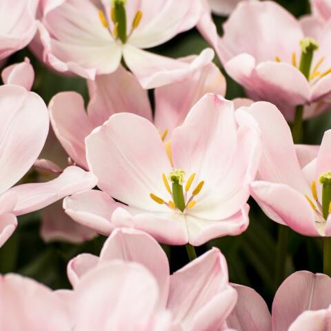 Ποιοι γιορτάζουν σήμερα 13 Απριλίου; 