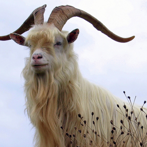 kasmir-goat2.jpg