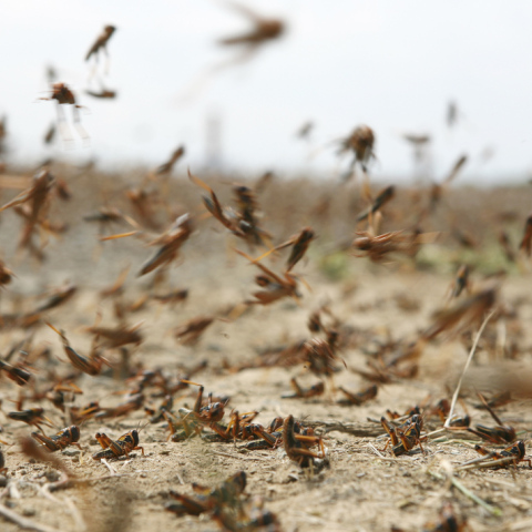 locusts1.jpg
