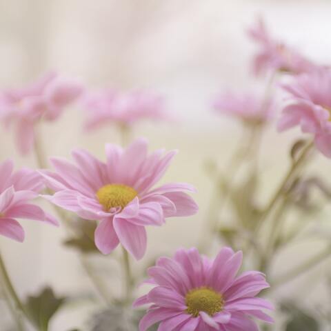 Ποιοι γιορτάζουν σήμερα 19 Απριλίου;