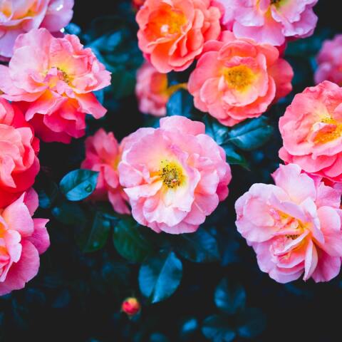 Ποιοι γιορτάζουν σήμερα 17 Απριλίου; 