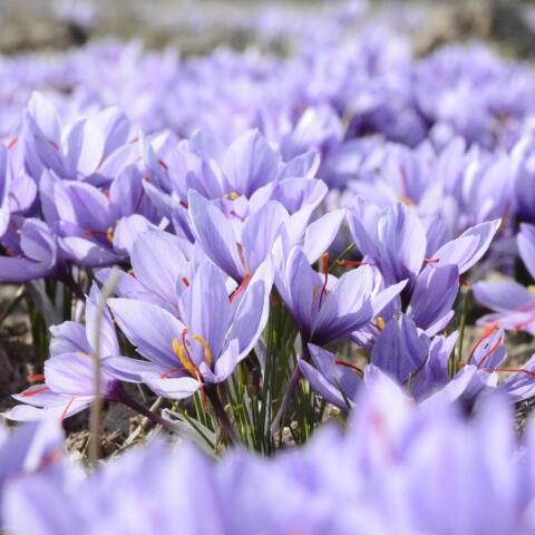 Ποιοι γιορτάζουν σήμερα 21 Απριλίου; 
