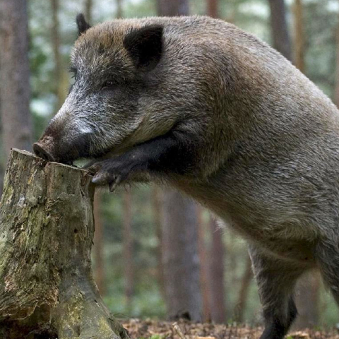 wild-boar.jpg