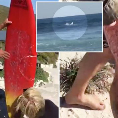 shark_attack_1524015439963.jpg