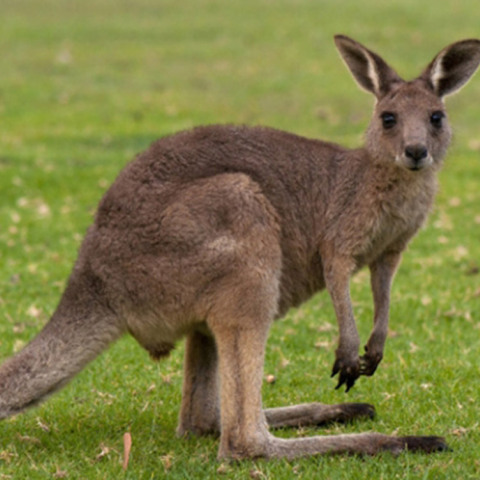 canguro.jpg