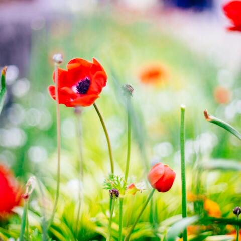 Ποιοι γιορτάζουν σήμερα 1 Μαΐου; 