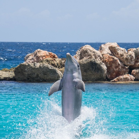 dolphin-906181_1920.jpg