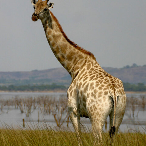 giraffe.jpg