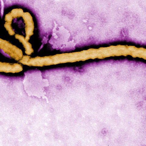 ebola.jpg